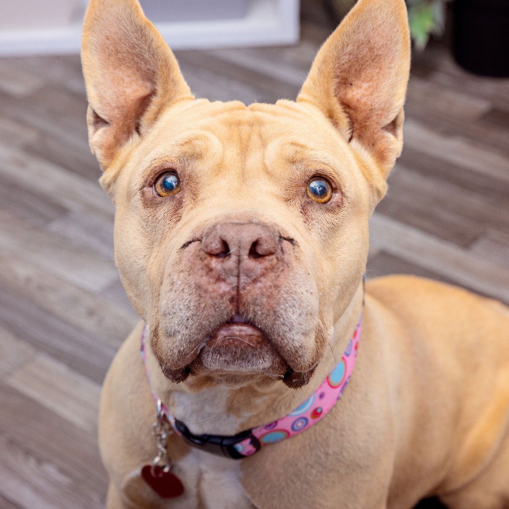 Makena - Terrier, American Staffordshire/Mix