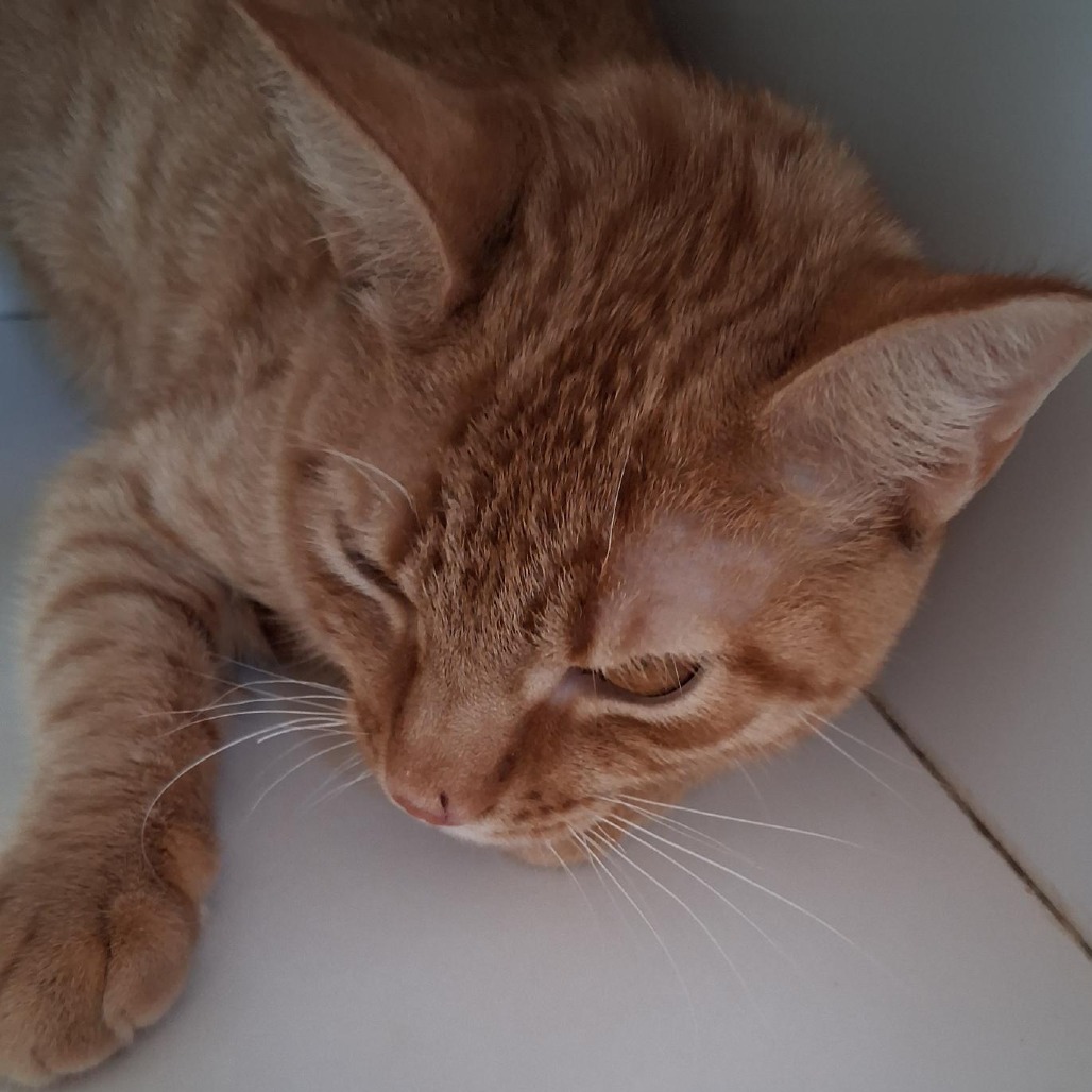 Emery - Domestic Shorthair