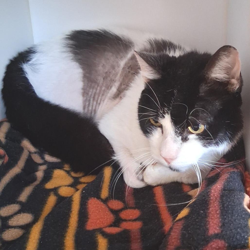 Stewie - Domestic Shorthair