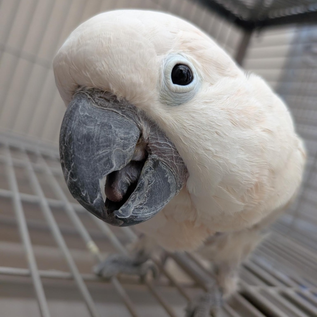 Charlie - Salmon-crested/Moluccan Cockatoo