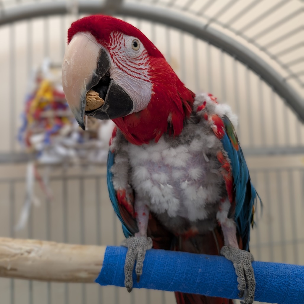 Pinyon - Green-winged Macaw