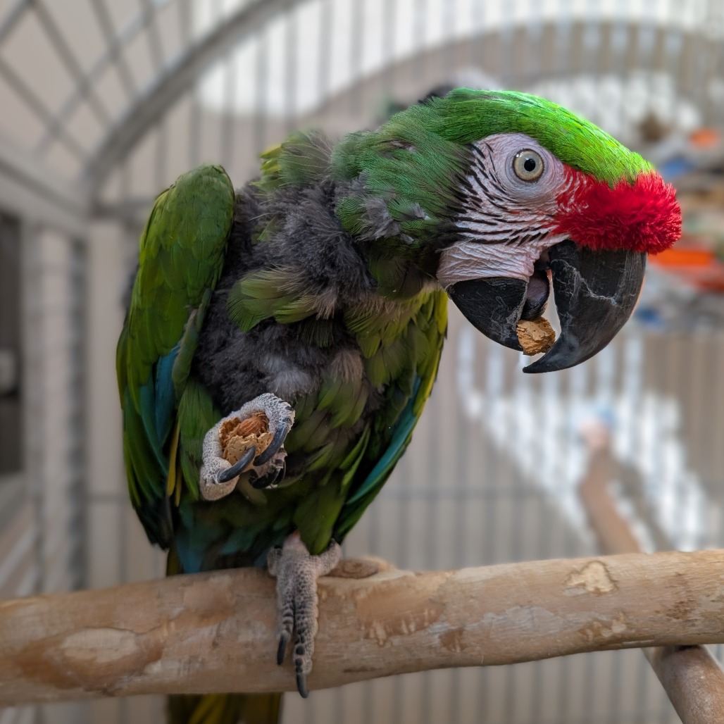 Maganda - Military Macaw