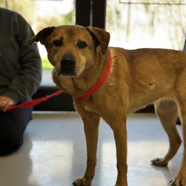 Princess Poppy - Mixed Breed (Medium)