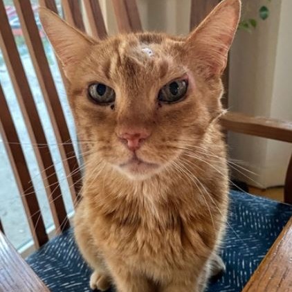 Seger - Domestic Shorthair