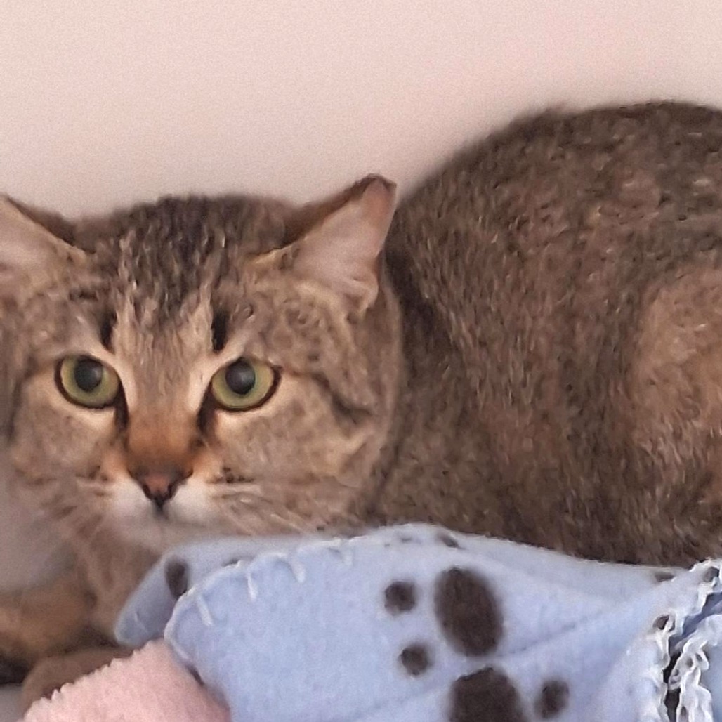 Agave - Domestic Shorthair