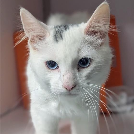 Toby - Domestic Medium Hair