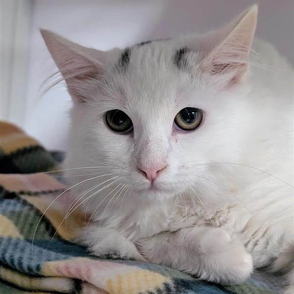 Tara - Domestic Medium Hair