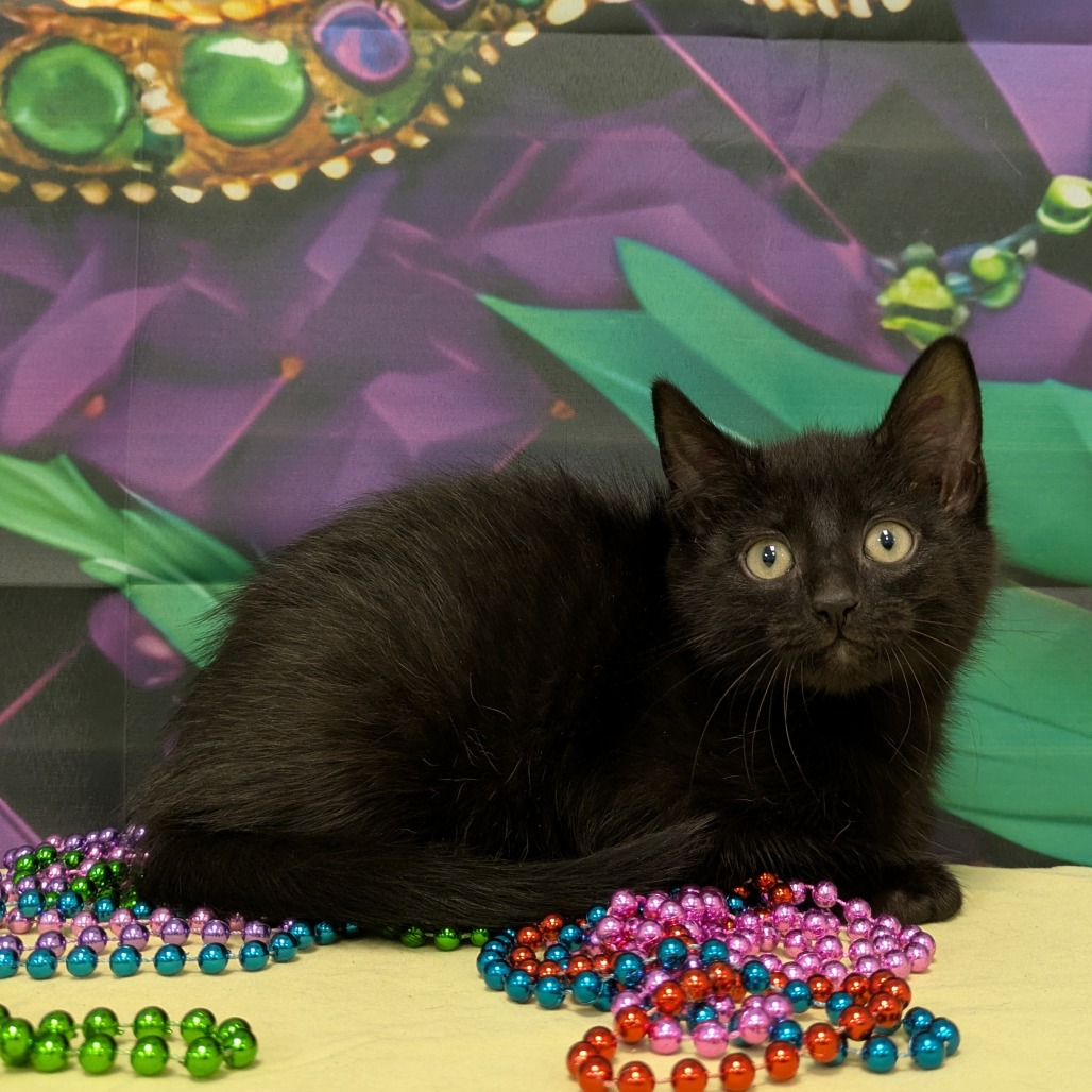 Manipura - Domestic Shorthair