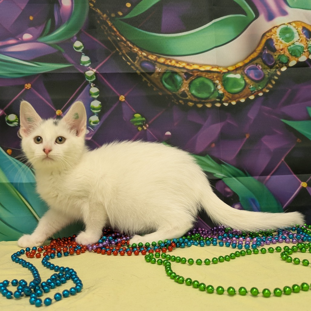 Ao&#039;na - Domestic Shorthair
