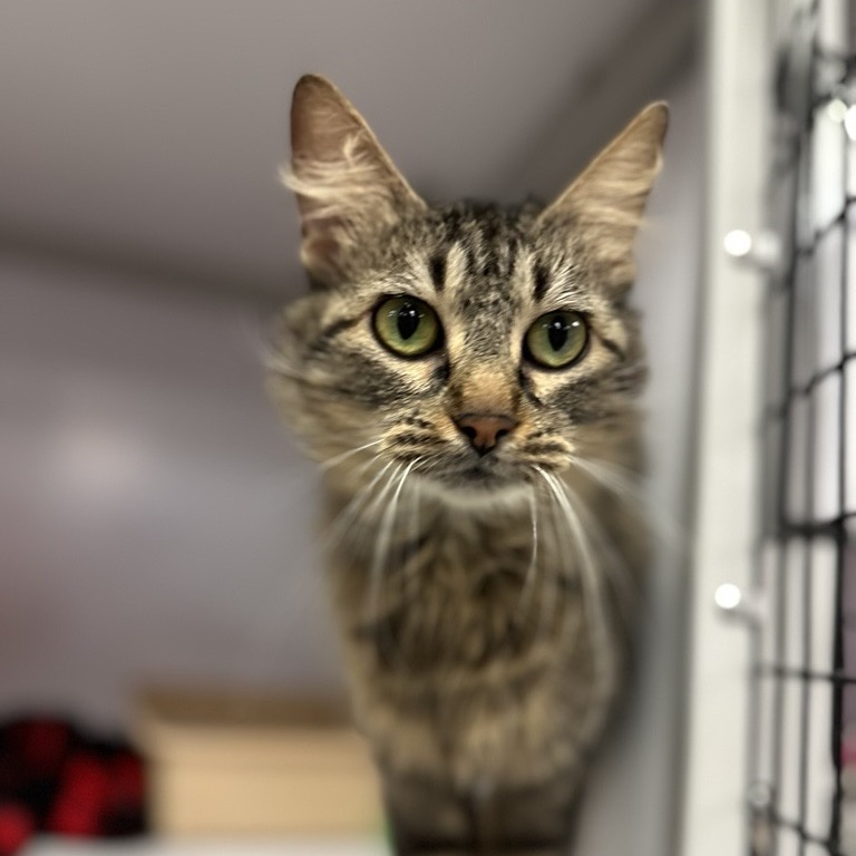 Dixie - Domestic Medium Hair