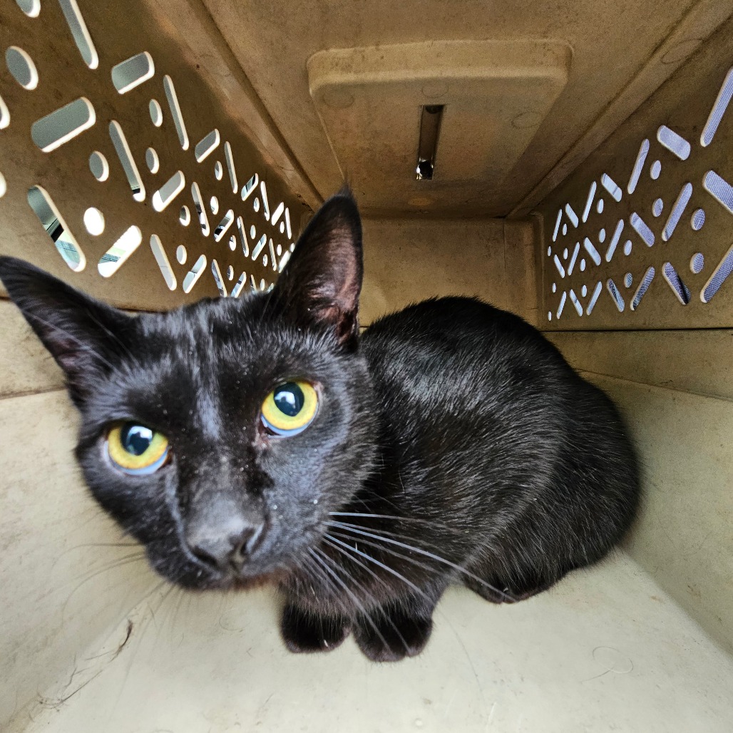 Blaze - Domestic Medium Hair
