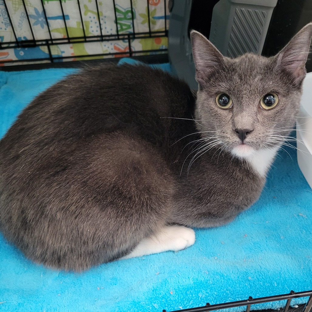 Everdell - Domestic Shorthair