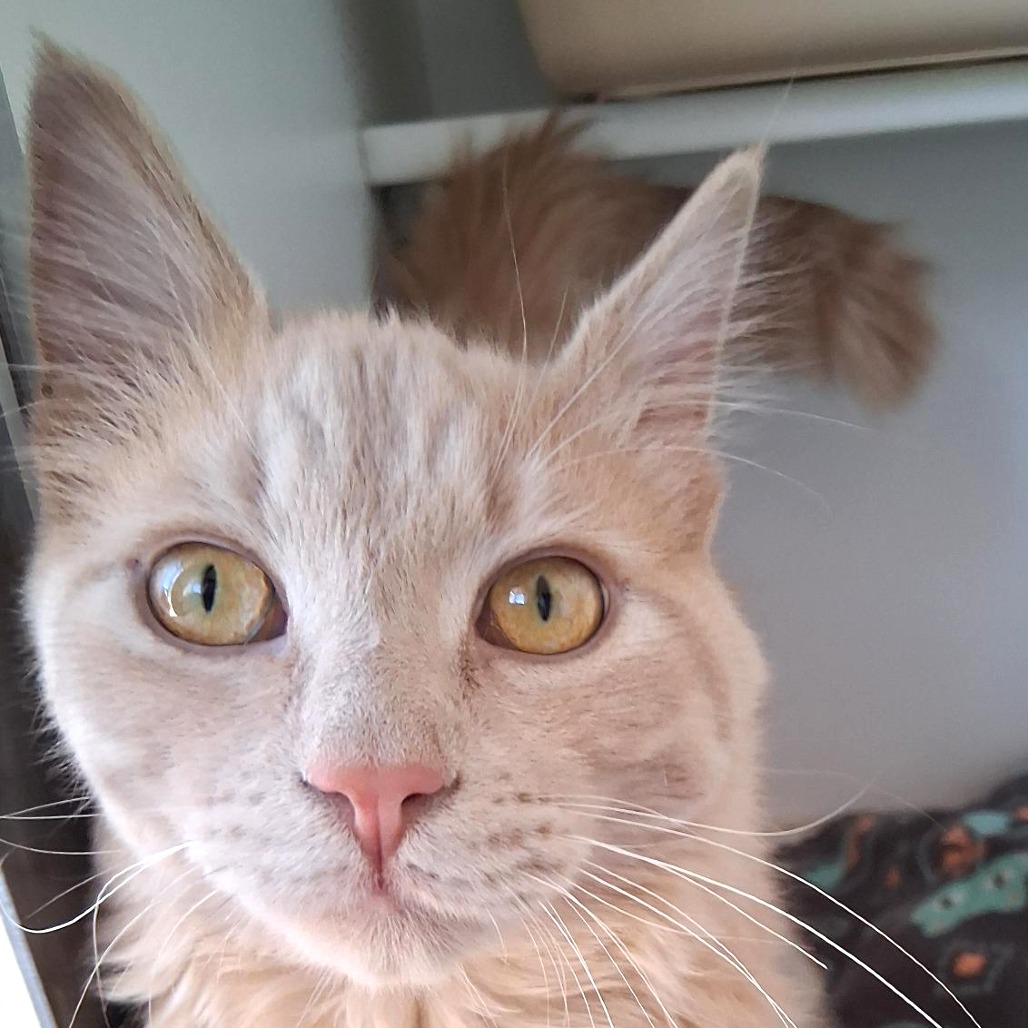 Garfield - Domestic Shorthair