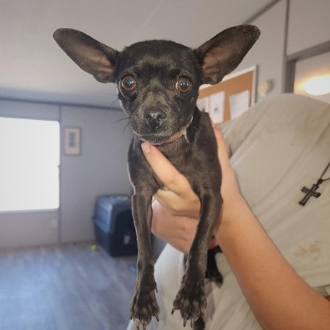 Gossip Girl - Chihuahua/Mix