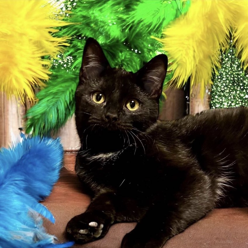 Paramore - Domestic Shorthair