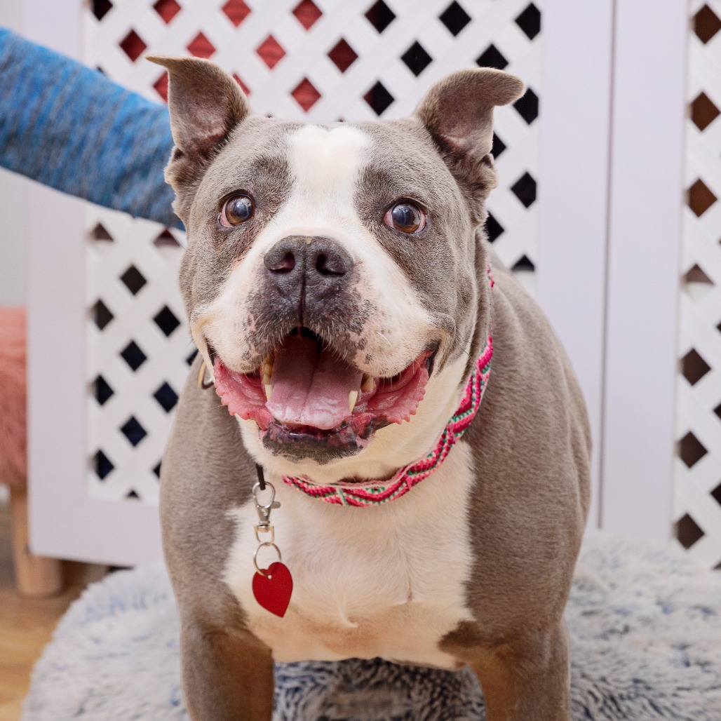 Clover - Terrier, American Staffordshire/Mix
