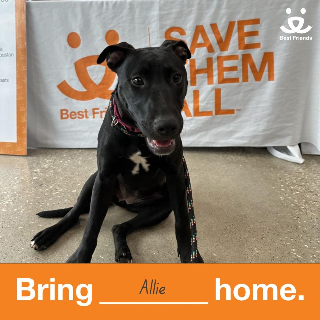 Allie - Mixed Breed (Medium)
