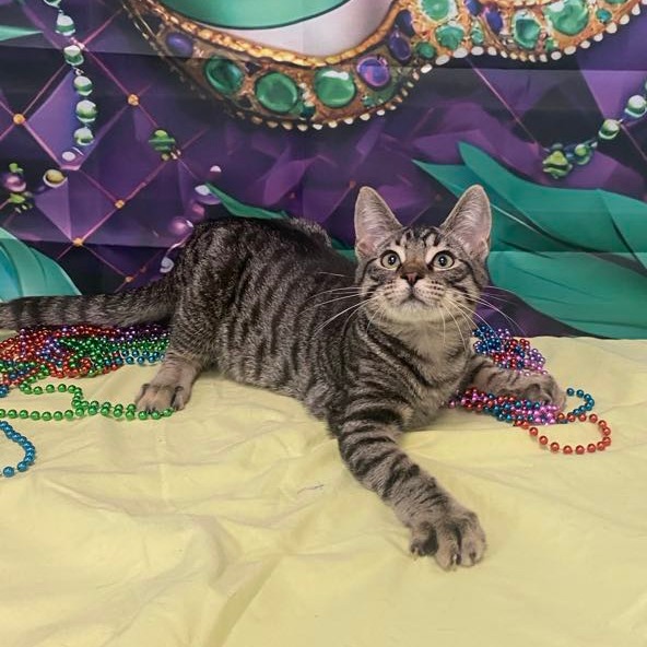 Blake - Domestic Shorthair