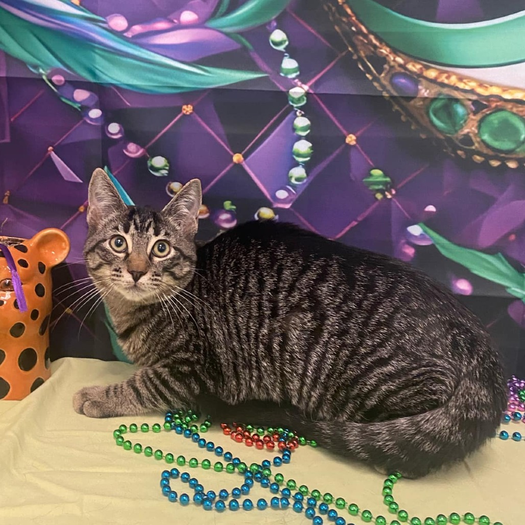 Brandeigh - Domestic Shorthair