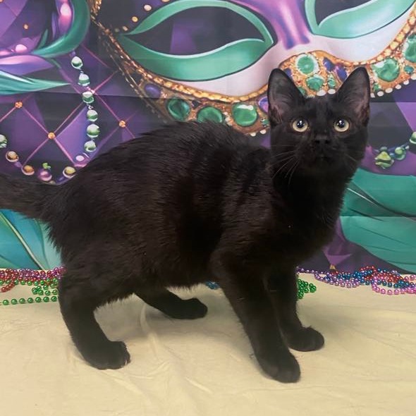 Bull - Domestic Shorthair