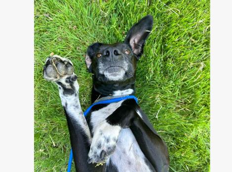 Bert the dog lying in the grass on his back with his feet up