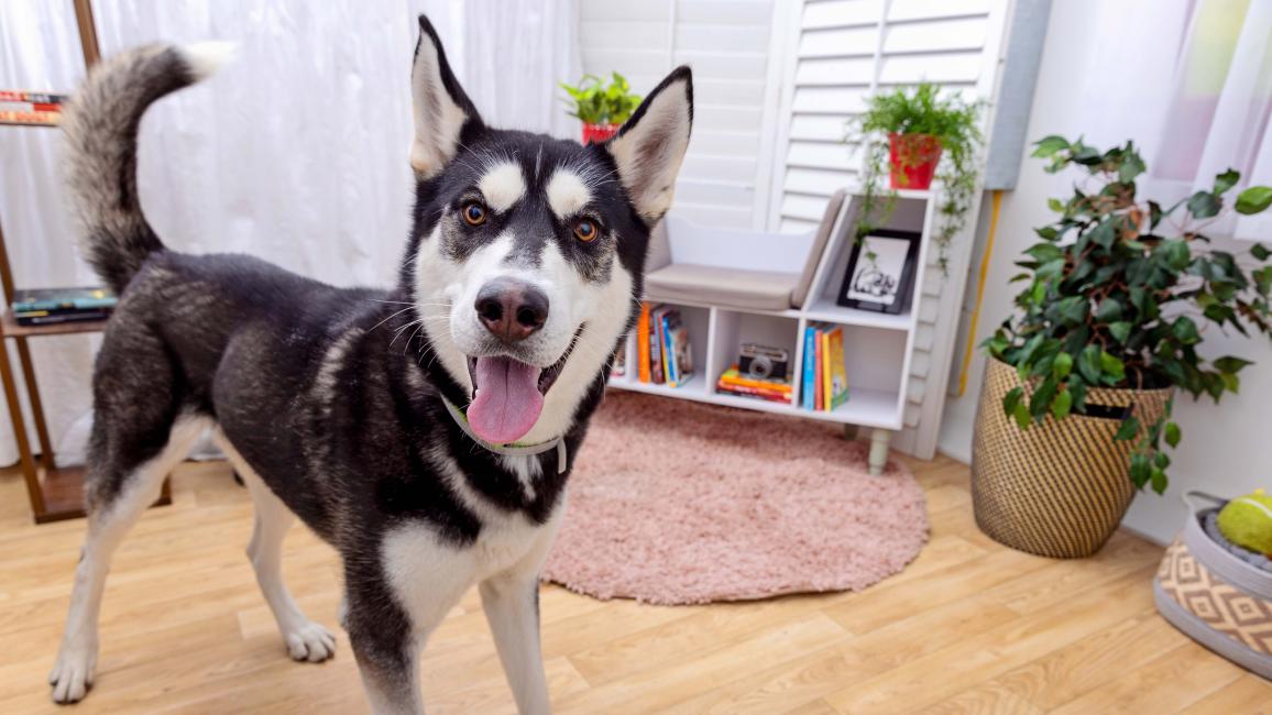 Happy husky-type dog with tongue out in a home environment