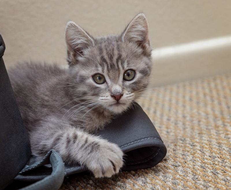 Gray tabby kitten lying on some kind of a bag