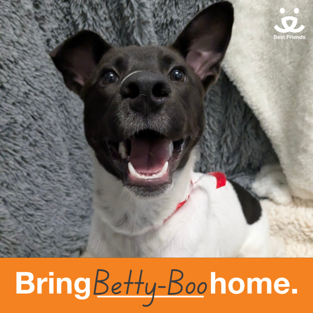 Betty-Boo - Pointer