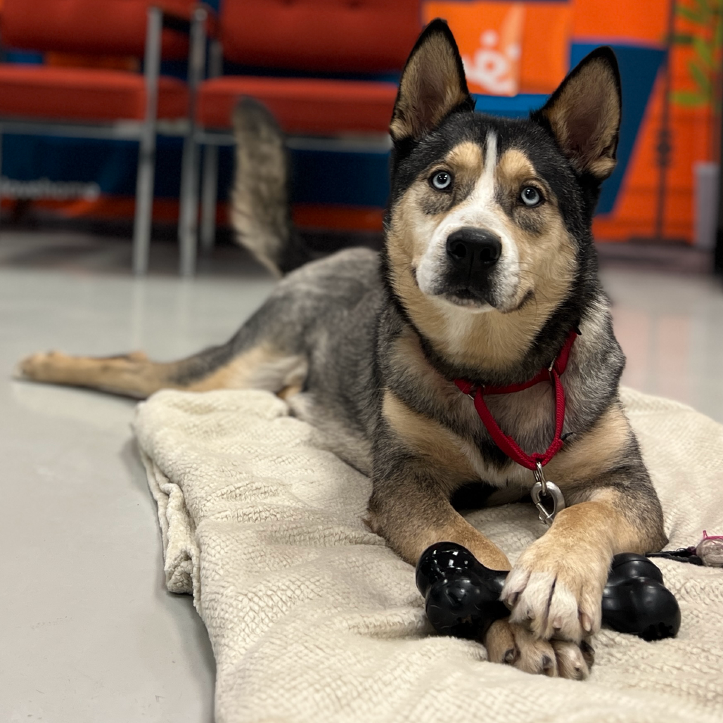 Monty - Husky/Mixed Breed (Large)