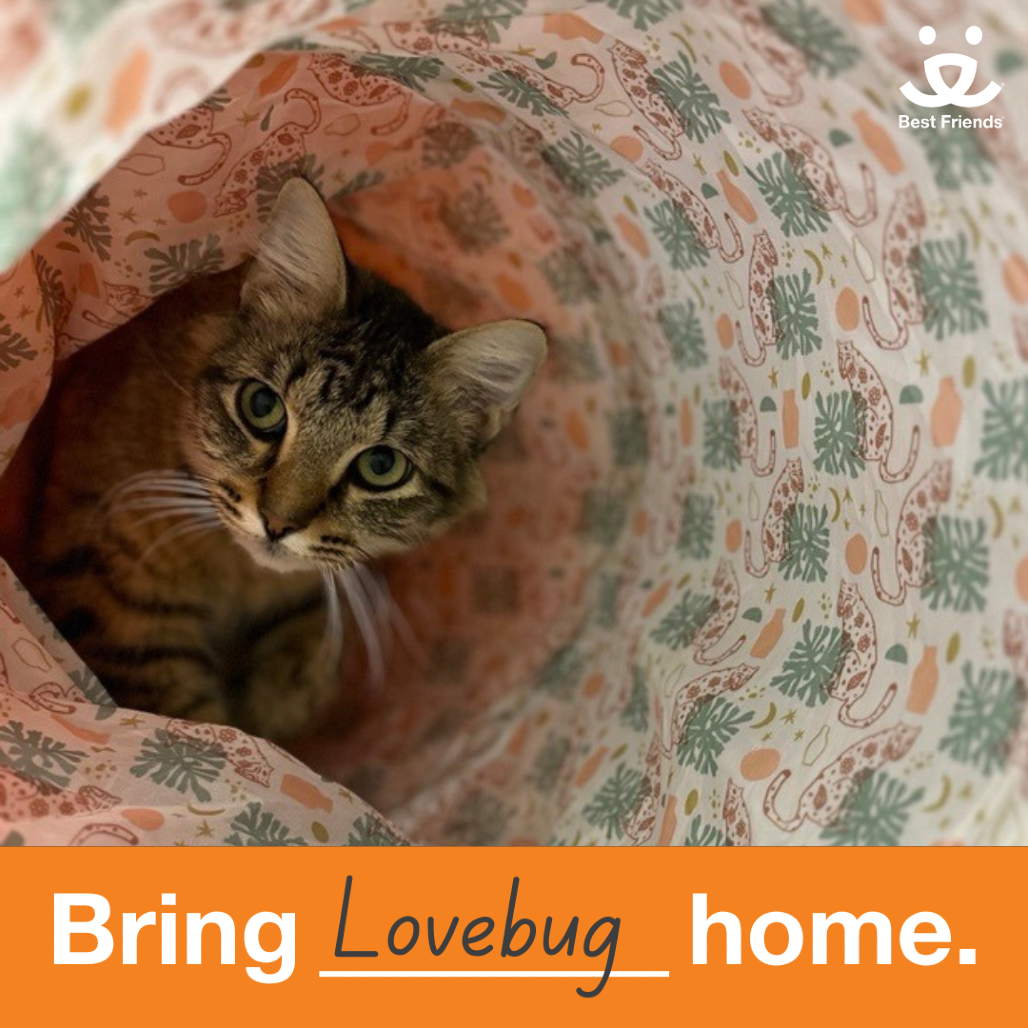 Lovebug - Domestic Shorthair
