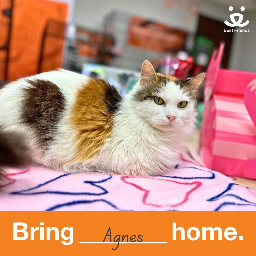 Agnes - Domestic Longhair