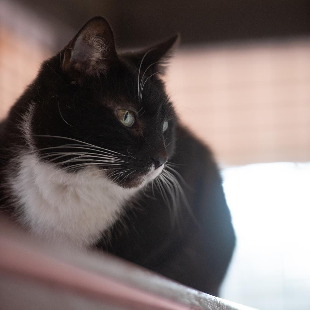 Adoptable Female Female