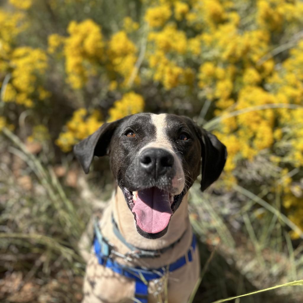 Adoptable Female Female