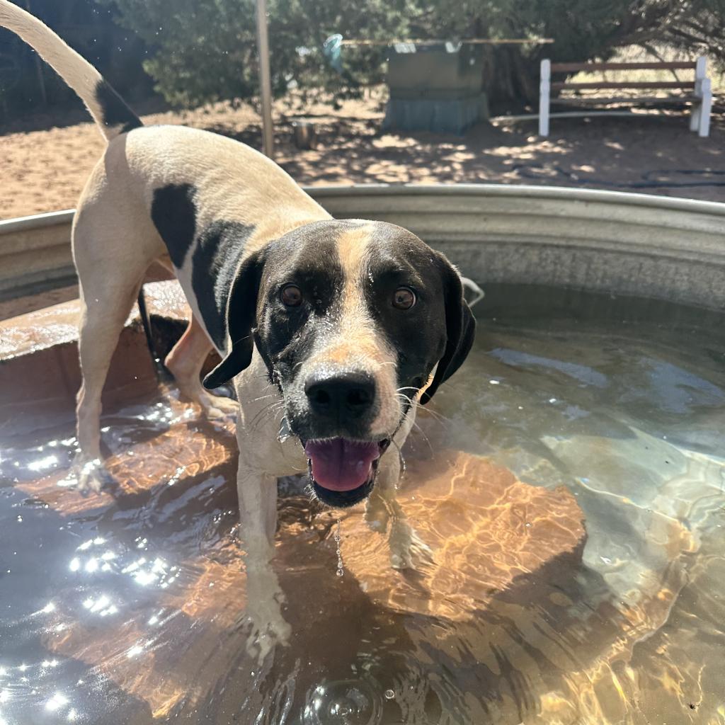 Adoptable Female Female