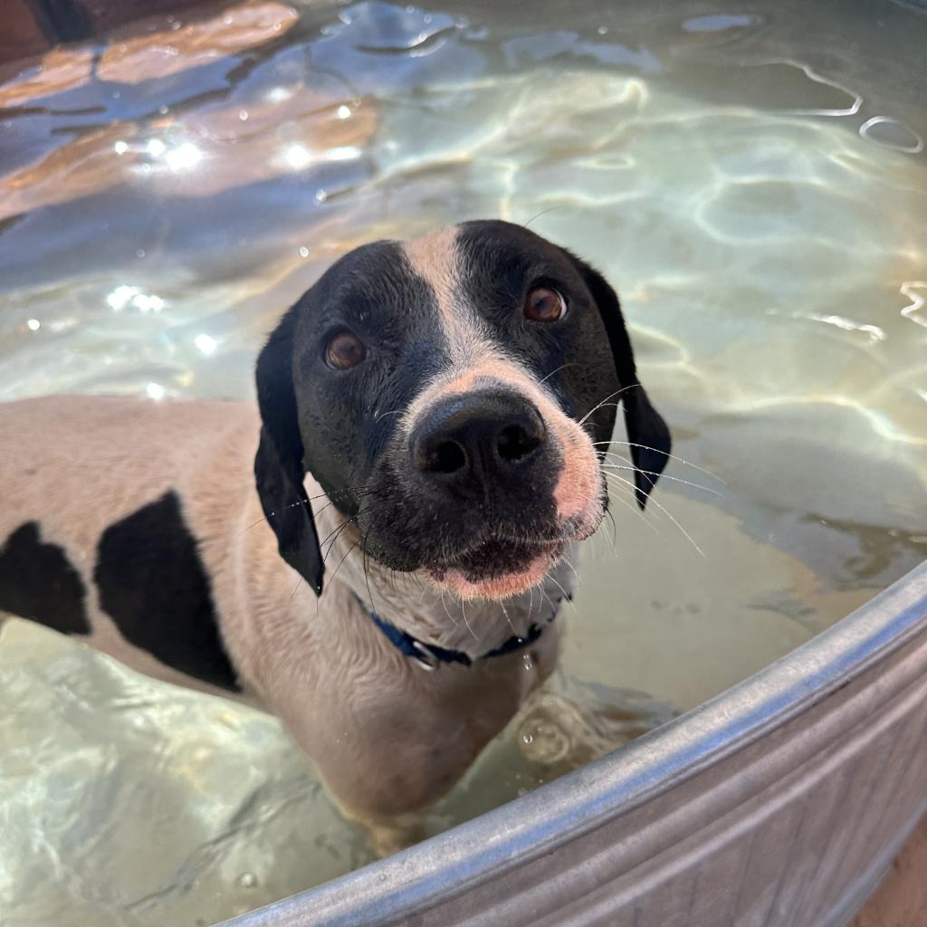 Adoptable Female Female