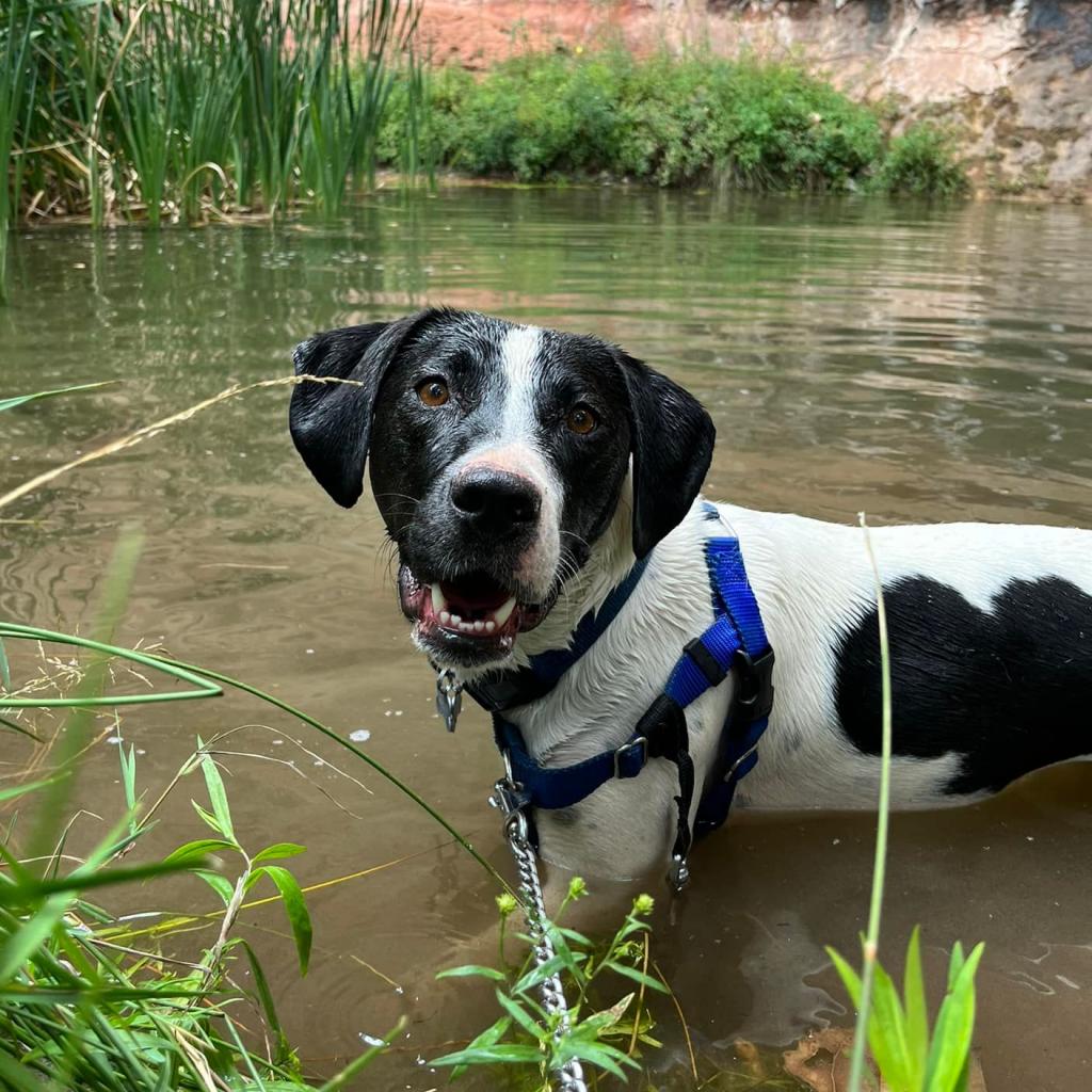 Adoptable Female Female