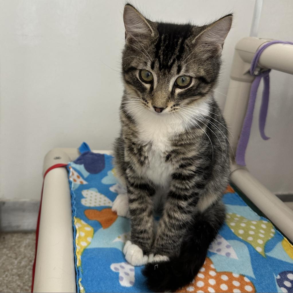 Sipho - Domestic Medium Hair