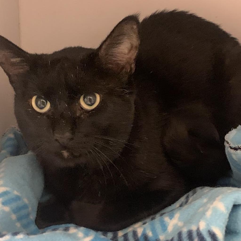 Lloyd - Domestic Shorthair