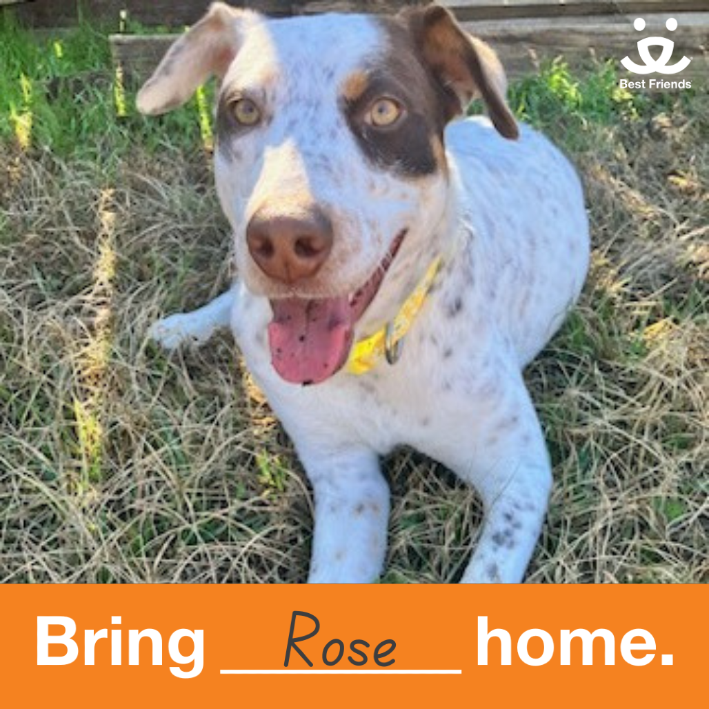 Rose - Retriever, Labrador/Collie