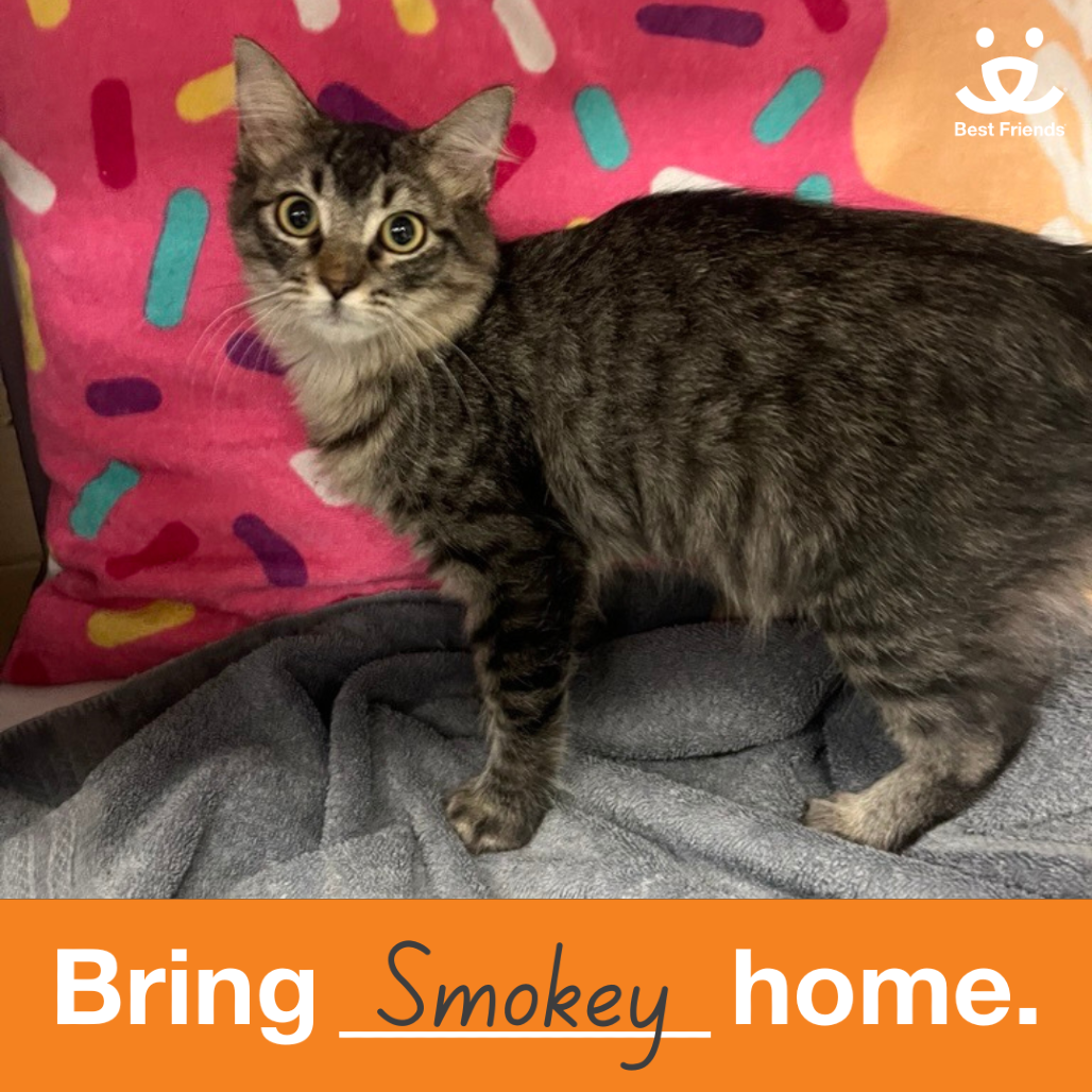 Smokey - Domestic Longhair
