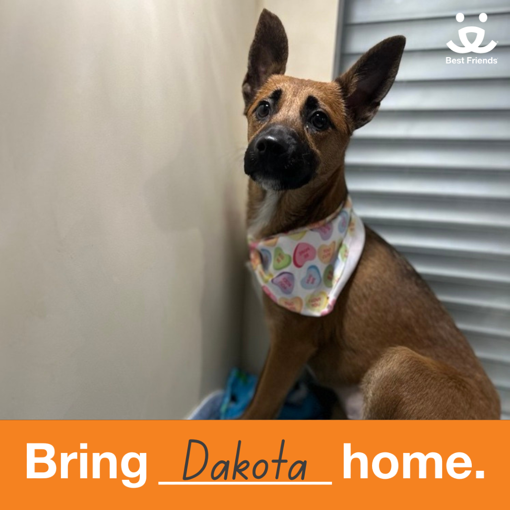 Dakota - Shepherd